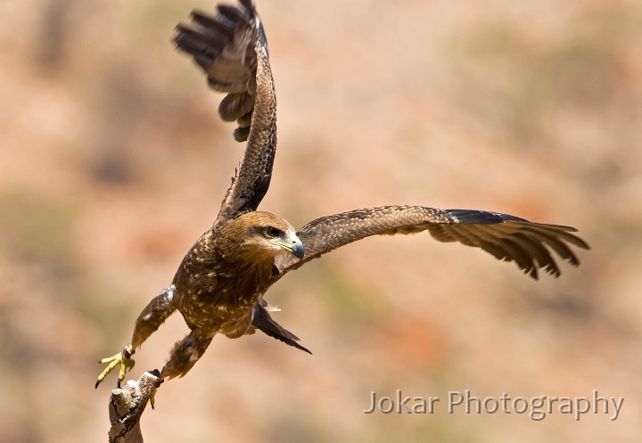 Alice Springs_20070910_066.jpg - Black Kite, Alice Springs